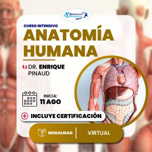 Curso anatomía humana